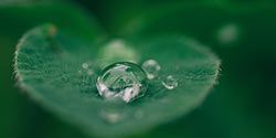 leaf with water droplet